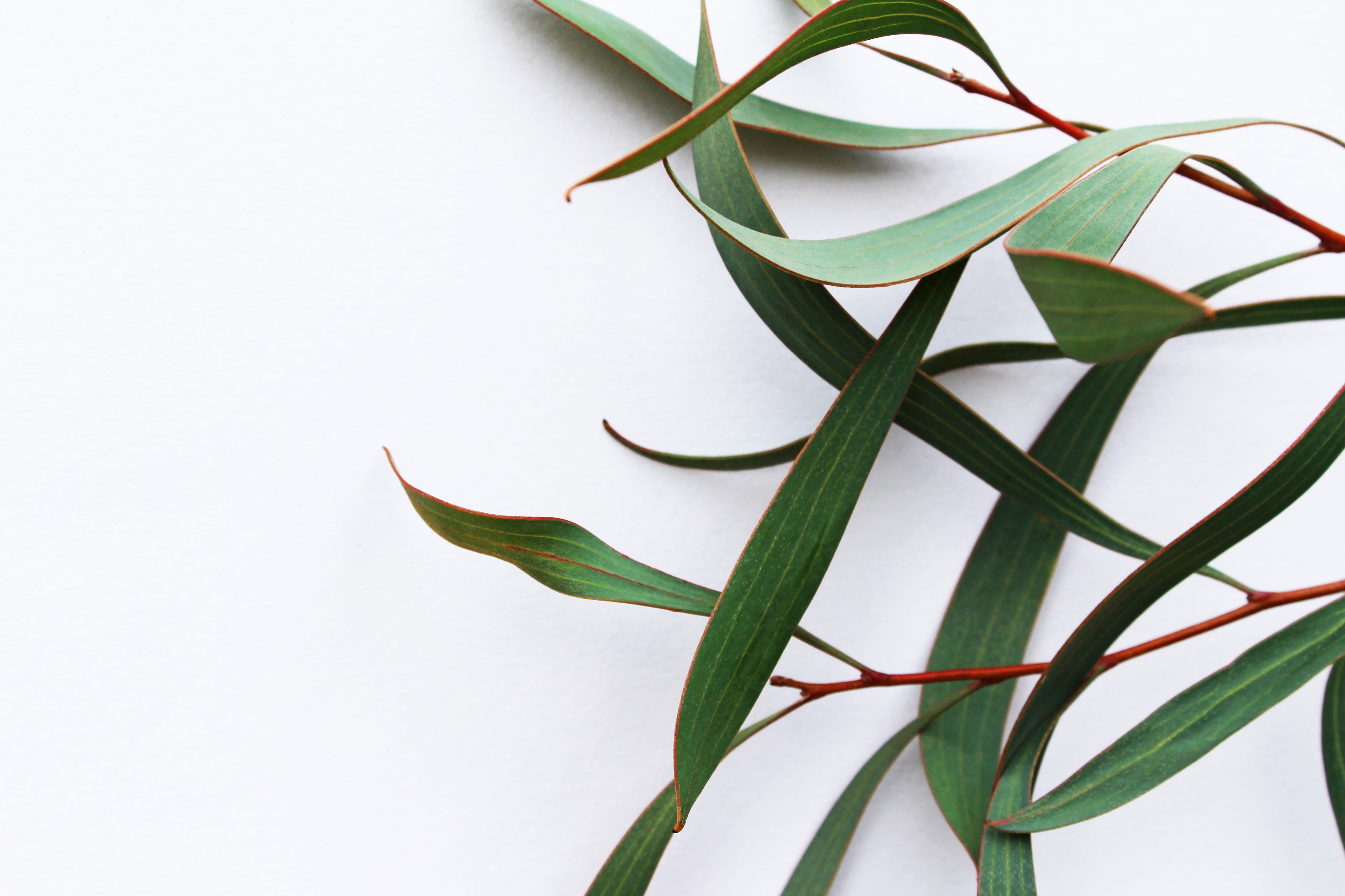 plant-branch-on-a-white-background.jpg